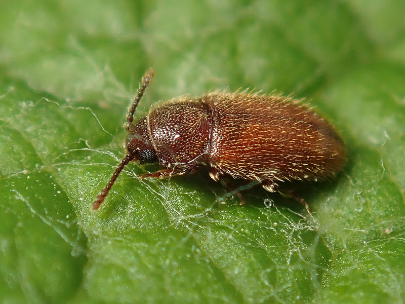 Cryptophagidae: Cryptophagus sp. (cfr.)